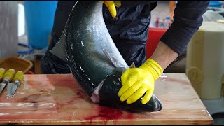 12kg  대방어 손질 (How to fillet a fish yellowtail) /  대방어회뜨기_ブリ_대방어 오로시하면 수율은 얼마나 나올까?