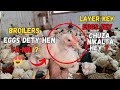 Broiler eggs kis thran dety hen    layer key chuzey sey chicks kesy hatch karendetailed guide