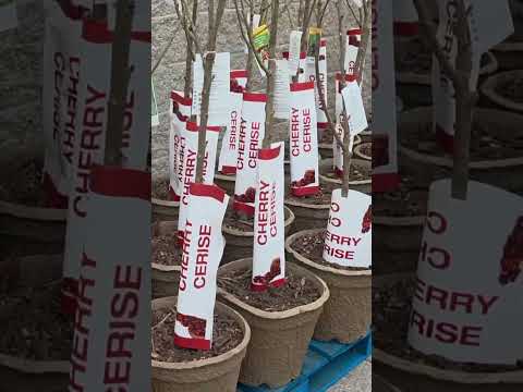 Costco garden centre