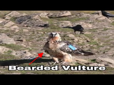 Bearded vulture |