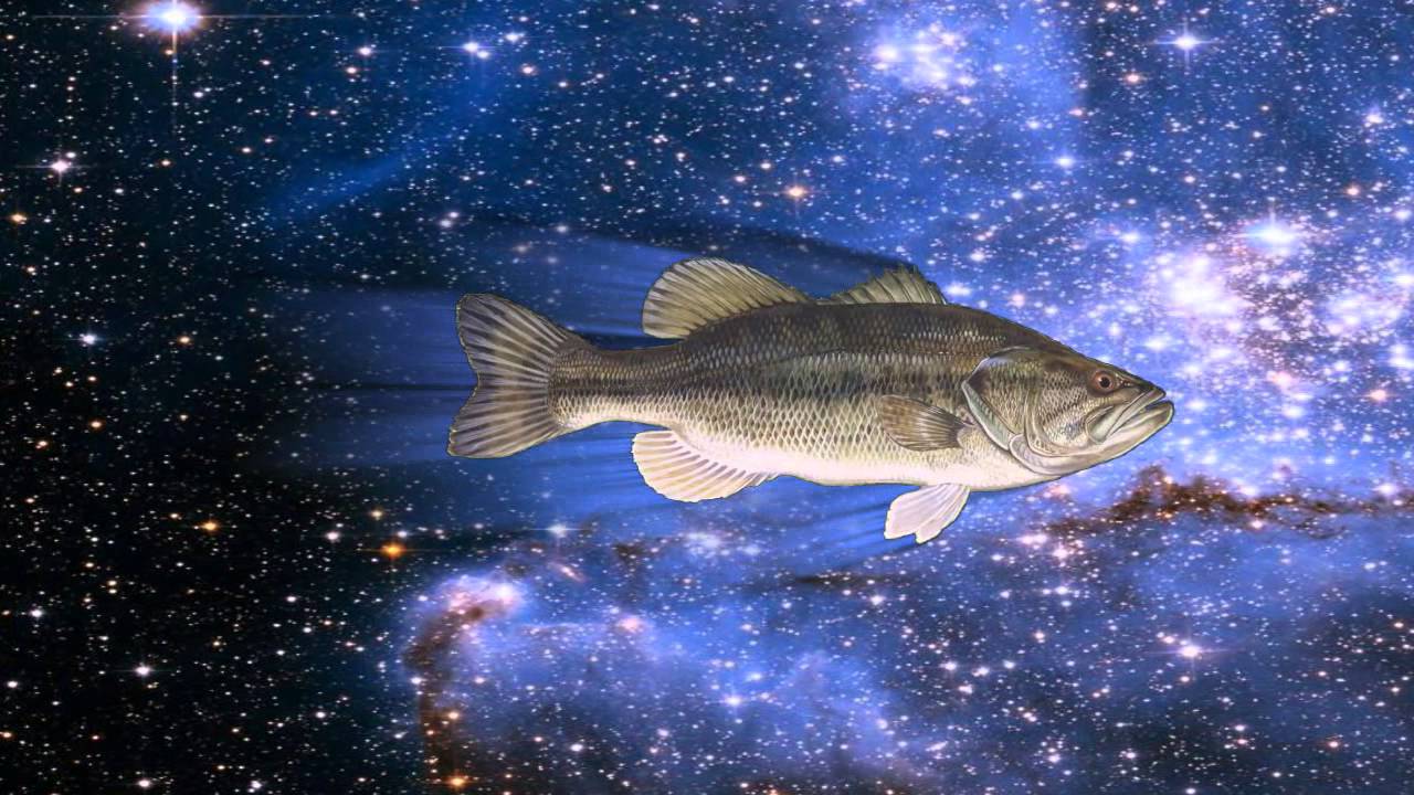 A Fish Floating In Space YouTube