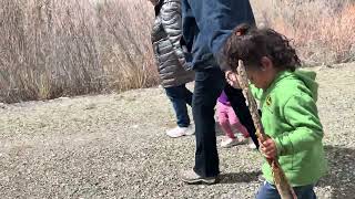 Walking stick 