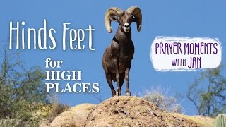 Hinds Feet for High Places - Prayer Moments with Jan