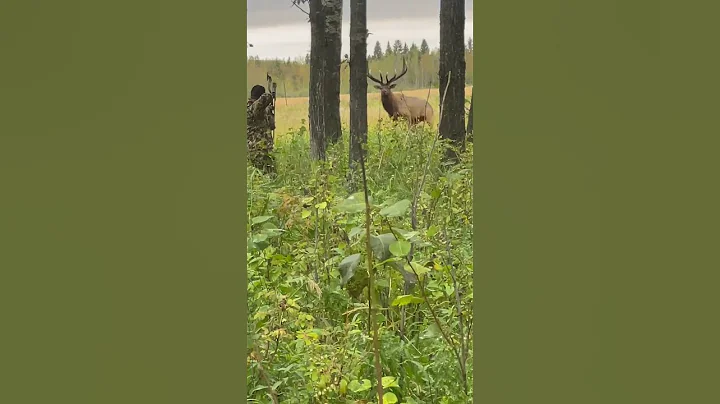 GIANT bull elk at 30 yards, archery spot and stalk