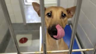 acs A686735