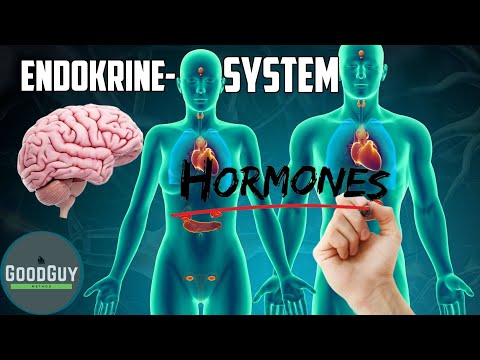 Video: Wie beeinflusst das endokrine System die Menstruation?