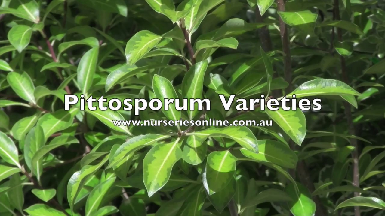 Pittosporum Hedging Plant Varieties YouTube