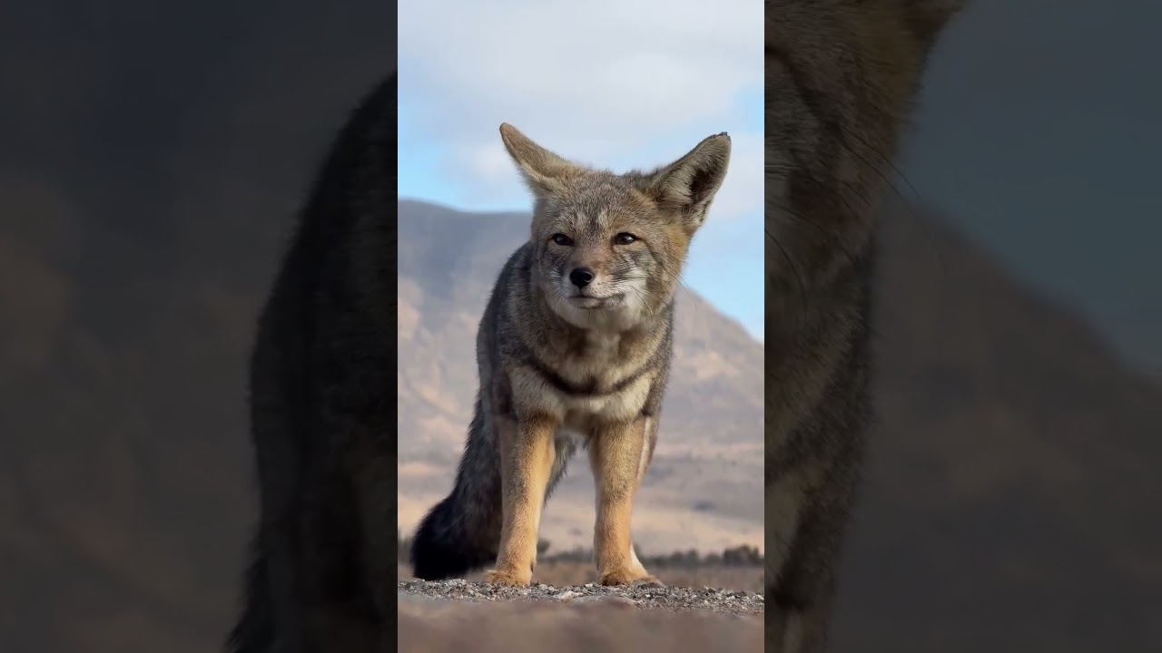 "Desert Fox in the Wild"