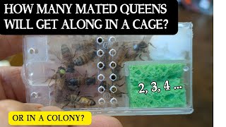 How many mated queens will live in a cage...or a colony?  Join in on a fun but useless experiment