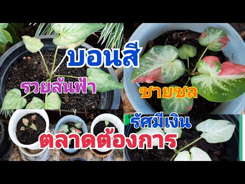 ผลสลากกินแบ่งรัฐบาล วันที่ 1 พย. 2567