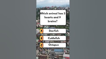 Which animal has 3 hearts and 9 brains? #quiz #fun #brainteaser #puzzle