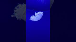 Mesmerizing Jellyfish At Florida Aquarium