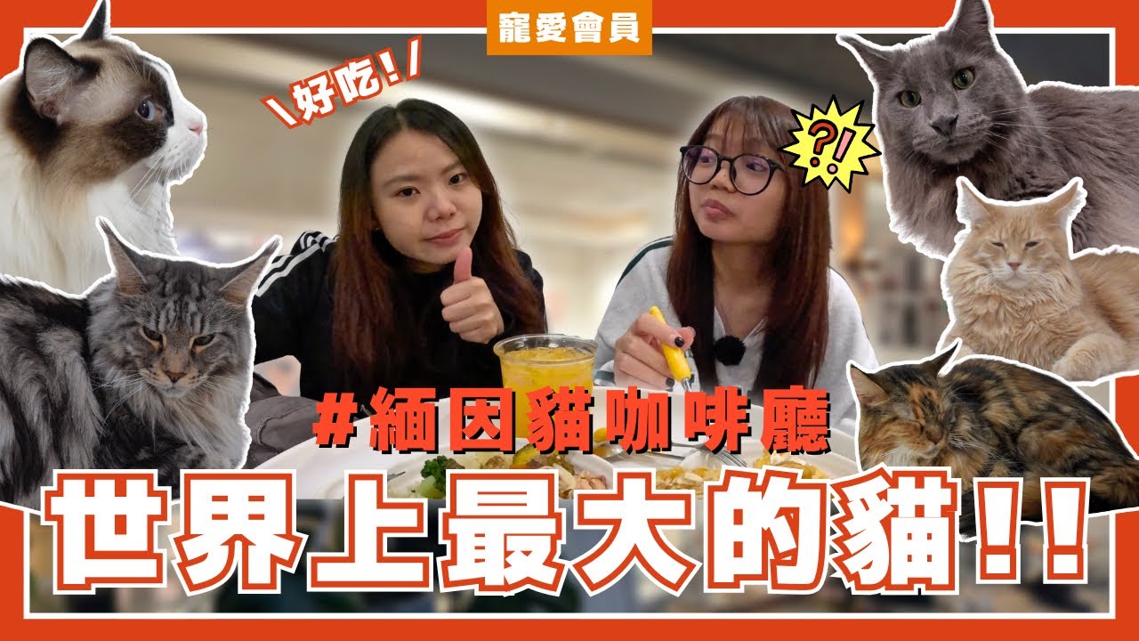 世界上最大貓咪就在眼前？！緬因貓擼到爽！這裡的甜品竟然……【寵愛會員 EP.9】｜WhatFur什麼毛
