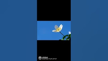 قل لن يصيبنا الا ما كتب الله لنا#سورة_التوبة