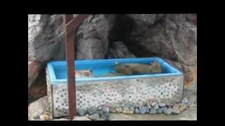カピバラ銭湯　暖簾だけパタパタむなしい　笑