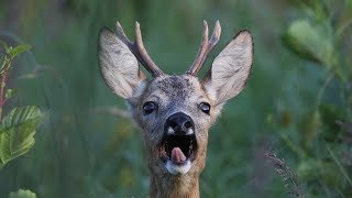 Roebuck barking - Rehbock beim "Schrecken" (Bellen)