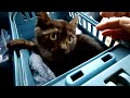 なかなか見ない毛色の子猫を里親募集します♪