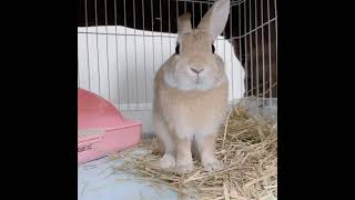 Slungus Gets Jumpscared By Bird