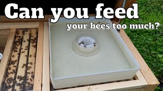 Can You Feed Your Bees Too Much?