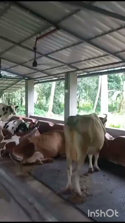 Diary farm #Olive Diary #Cow farm #thallipolichunks #youtubeshorts