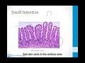 9.1.4 Gastrointestinal Tract