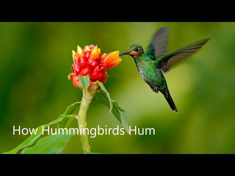 How Hummingbirds Hum - a research by Stanford University, TU/e and Sorama