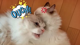 Cute ragdoll Cat Siblings' Ranking Fight by 랙돌남매 앤폴리 962 views 3 years ago 3 minutes, 2 seconds