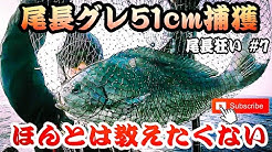 尾長狂い 奄美大島磯釣り Shore Fishing Amami Youtube