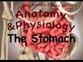 Digestive System: The Stomach