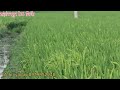 सहारनपुर में 85 बीघा जमीन बिकाऊ काली सड़क पर उत्तराखंड बॉर्डर के पास।