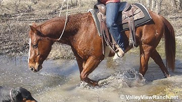 Just A Bit Of Me - bridleless trail with water and logs! - ValleyViewRanch.net