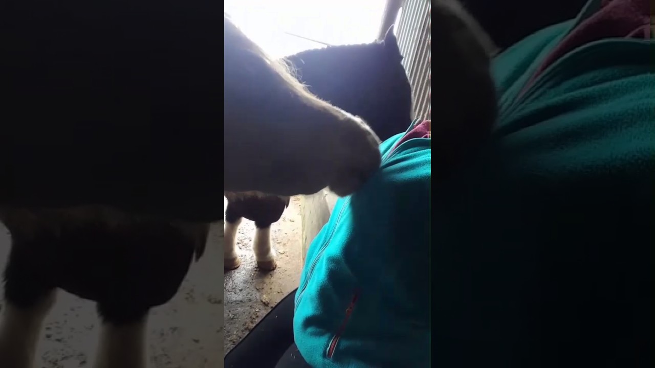 Mini horse playing with zipper YouTube