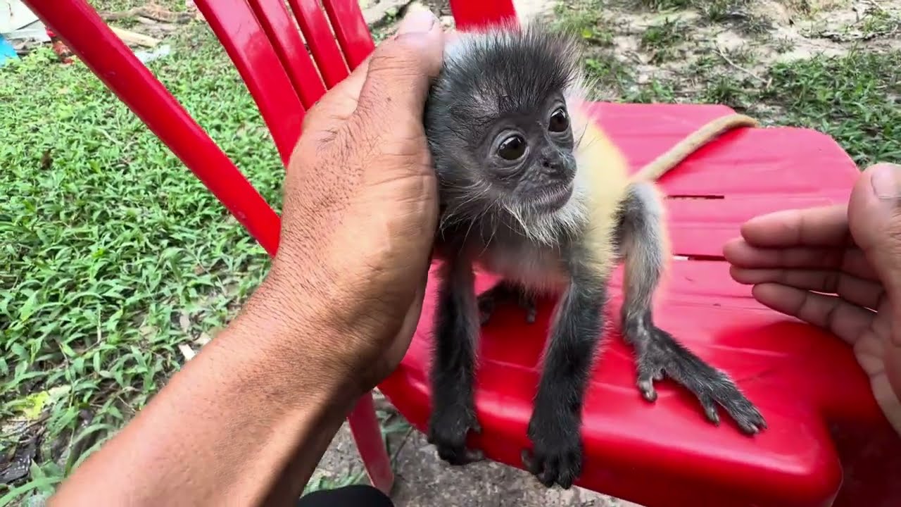 Adorable Baby Monkey with Big Eyes Goes Viral 🐒