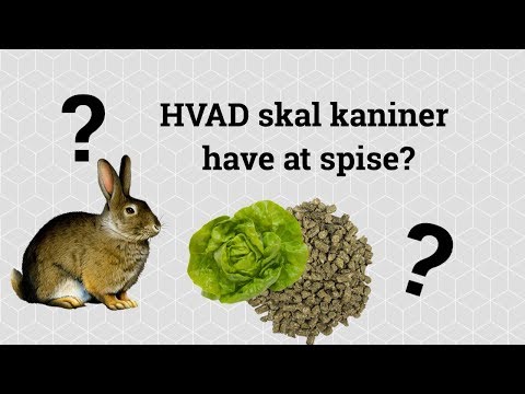 Video: Kan kaniner spise tusindfryd?