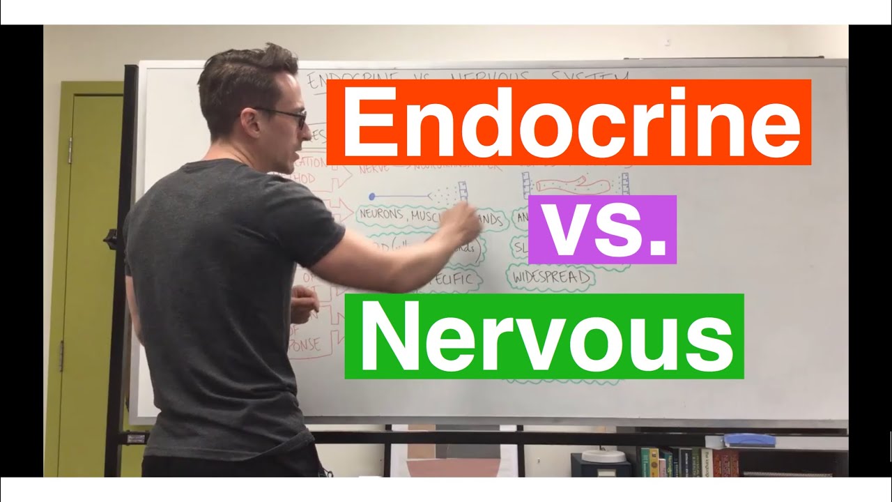 Endocrine system vs Nervous system - YouTube