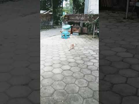 Kucing 3 Lucu