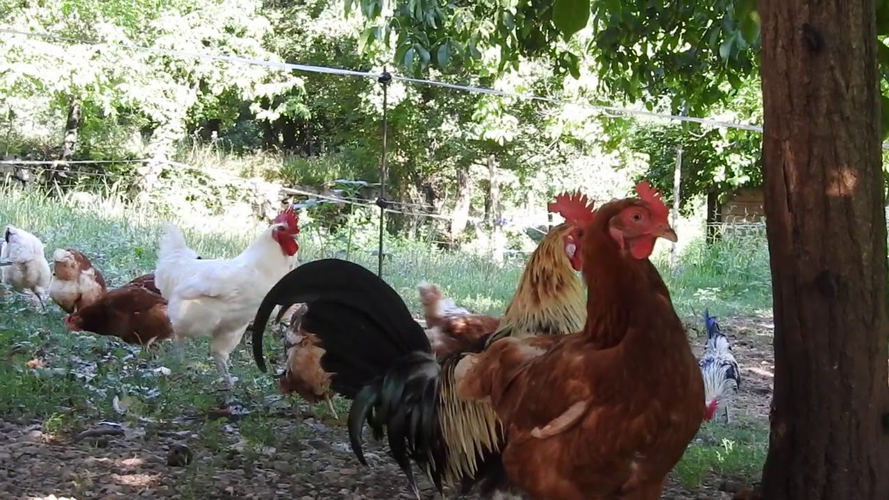 Relaxing chicken farm video - Chicken sound effects - Chicken pet