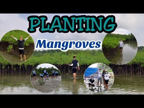 Videó: Pichavaram Mangrove Forest Tamil Naduban: Hogyan lehet meglátogatni