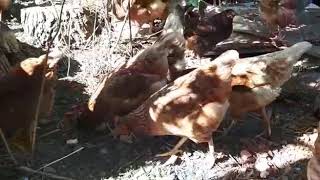 Geh Geh Bili Bili Tavuklarım