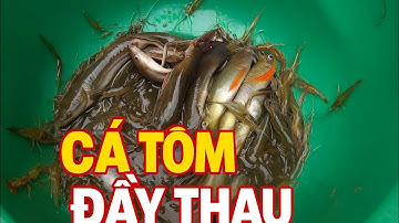 Một Buổi Đặt Lú Ở Quê – Dính Ngay Cá Bống Tượng Tươi Roi Roi!