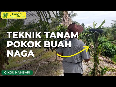 Video: Buah Naga Pitahaya: Petua Menanam Pokok Buah Naga