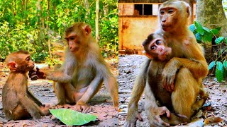 Great Job / Amanda and Shiba Monkey Always protect to the New Abandoned Baby Monkeys and taking care