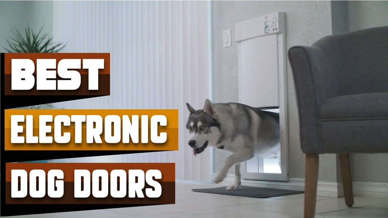 How to Calm an Angry Cat - eXtreme Dog Door - Best Dog Doors 2023