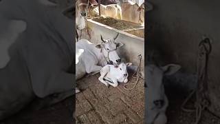 "दुनियाकी सबसे soft towel"🧿🧣#gaushala #cowprotection #viralshort #villagelife#farmerslife #cowlover