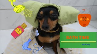 BATH TIME WITH MY DOG KASSY [MINIATURE PINSCHER] [lovpinsch]