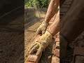 Broken Bricks Stunning Backyard Pathway Transformation 🔥 Satisfying DIY#shortvideo #garden #shorts