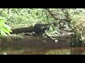 Kuiu Island ,Black Bear sow and cubs