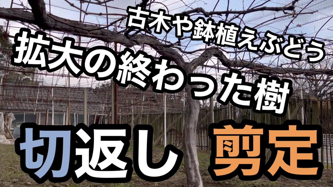 古木や鉢植えぶどうの拡大の終わった樹の剪定方法〜勢力差の把握と切り返し〜