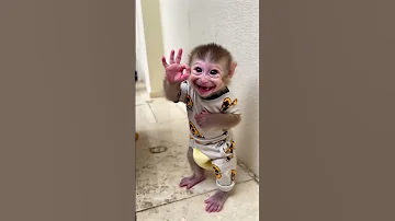 Baby Monkey So Cute Cute Cute 
