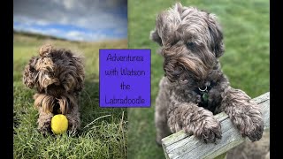 Adventures in Scotland with Watson the Labradoodle